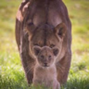 Meet your Posher, Cynthia